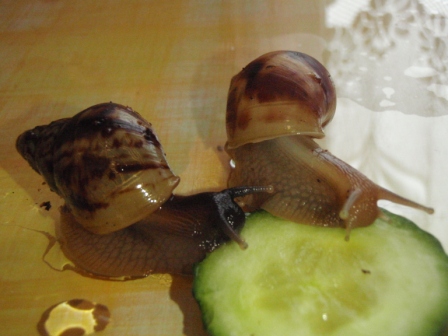 Achatina fulica a retikulata4.JPG