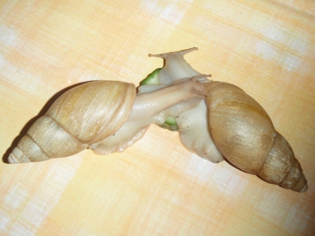 Achatina iredalei2.JPG