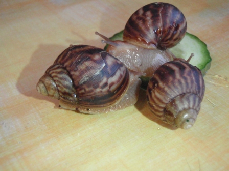 Achatina penthera prcek 5.JPG