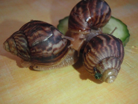 Achatina penthera prcek 4.JPG