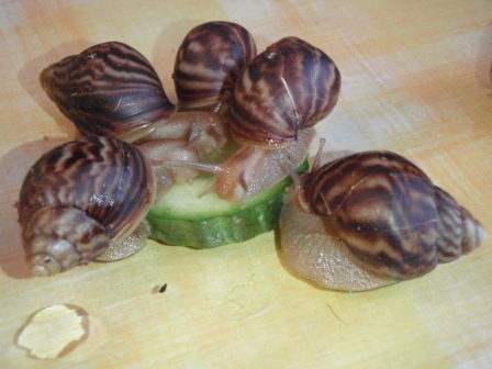 Achatina penthera prcek11.JPG