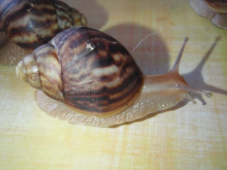 Achatina penthera prcek8.JPG