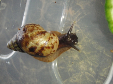 Achatina retikulata 7.JPG