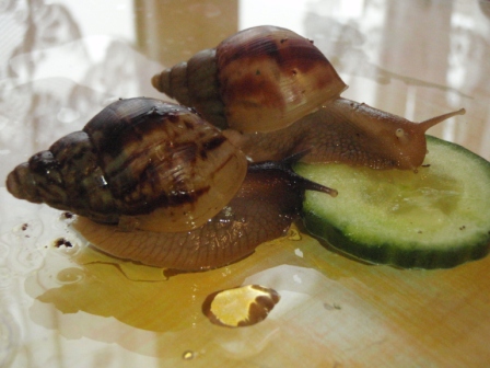 Achatina fulica a retikulata7.JPG