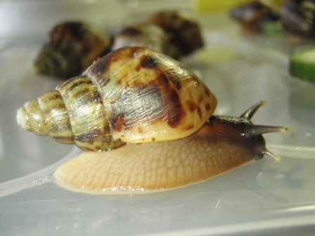 Achatina retikulata4.JPG